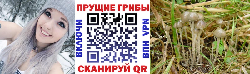 Псилоцибиновые грибы ЛСД  сайты даркнета клад  Сыктывкар 